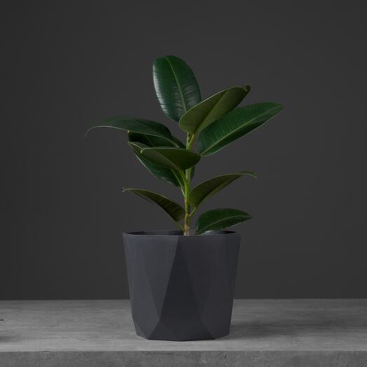 Фикус Эластика