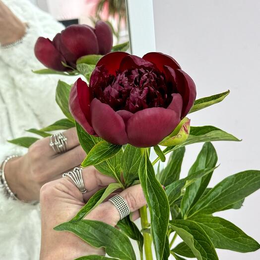 Пион Красный «Red Charm»