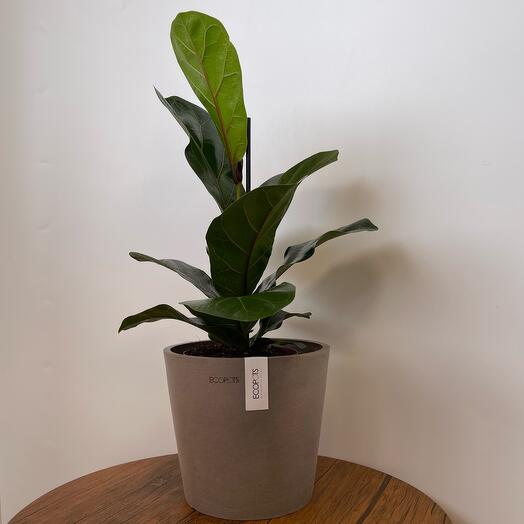 Фикус Лирата Бабмино в кашпо Ecopots