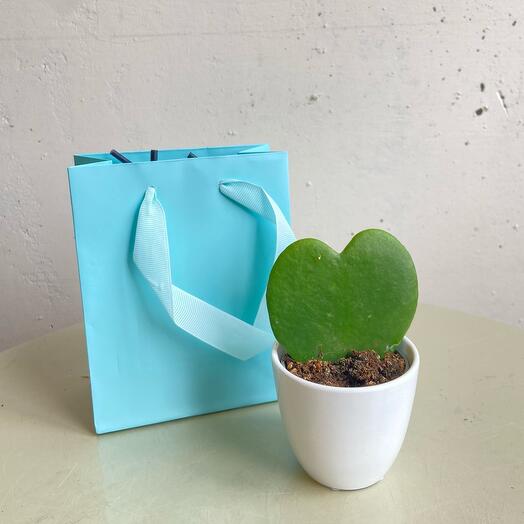 Подарочный набор Хойя Керри в кашпо «Зеленая валентинка»