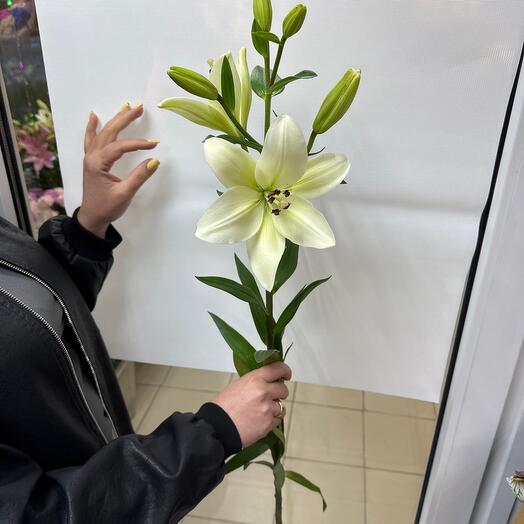 Лилия