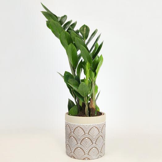 Замиокулькас (Денежное дерево) в кашпо D-10 см