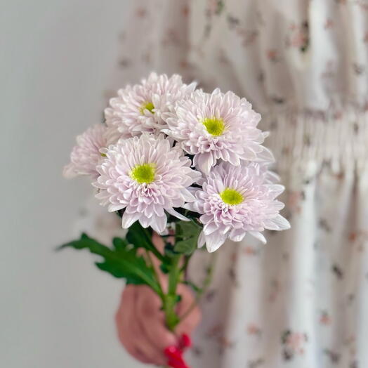 Кустовая хризантема в пастельном оттенке 💫