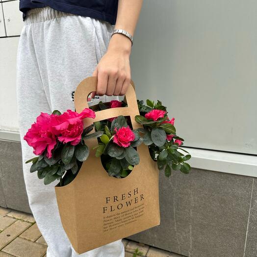 Азалия в ассортименте в подарочном пакете