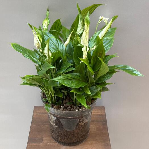 Спатифиллум (женское счастье) в стеклянном горшке