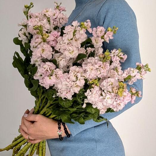 Матиолла моно букет