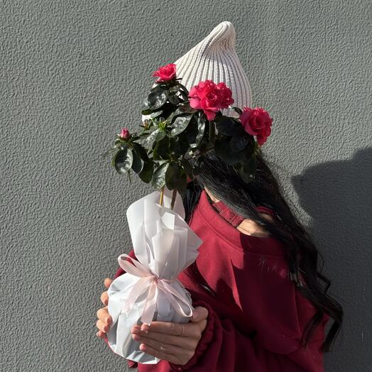 Яркая азалия на штамбе Маме