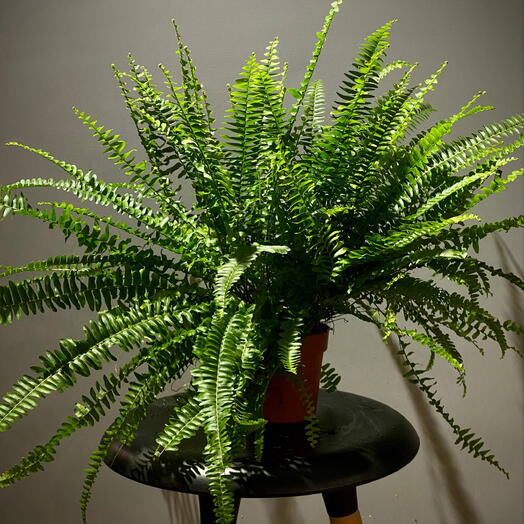 Папоротник Нефролепис, диаметр горшка 12 см