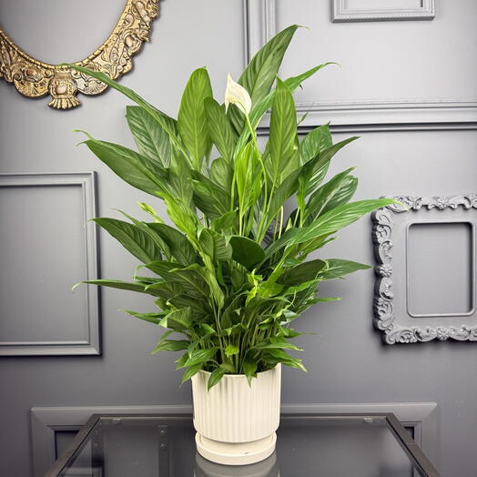 Спатифиллум женское счастье в керамике  D 14 Высота 60 см