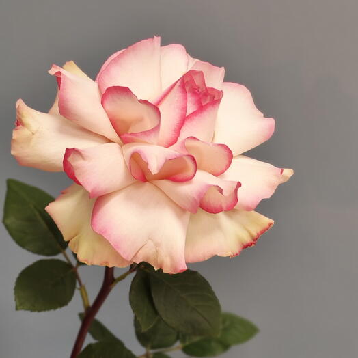 Эффектная французская роза