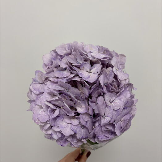 Гортензия сиреневая