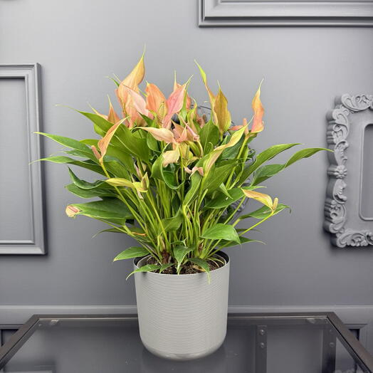 Антуриум нежно розовый в сером кашпо D 14 Высота 45 см