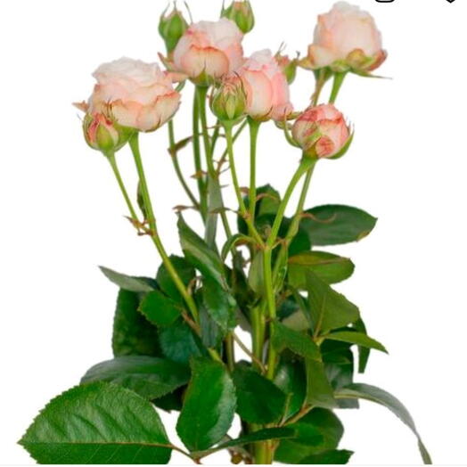 Пионавидные роза Bombastic