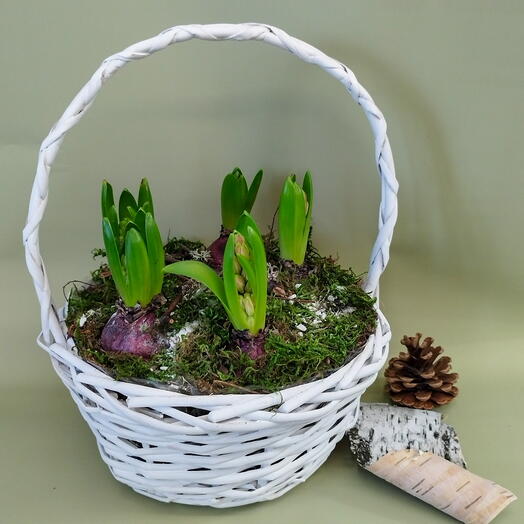 Гиацинты в белой корзине