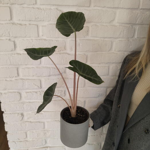 Алоказия Пинк драгон(Alocasia Pink Dragon)