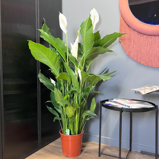 Спатифиллум королевский женское счастье в горшке, высота 130-140см