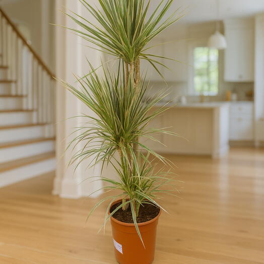 Драцена Маргіната біколор