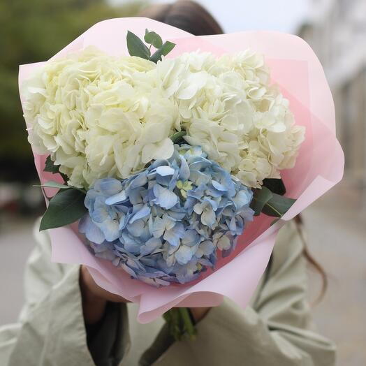 3 гортензии белого и голубого цвета