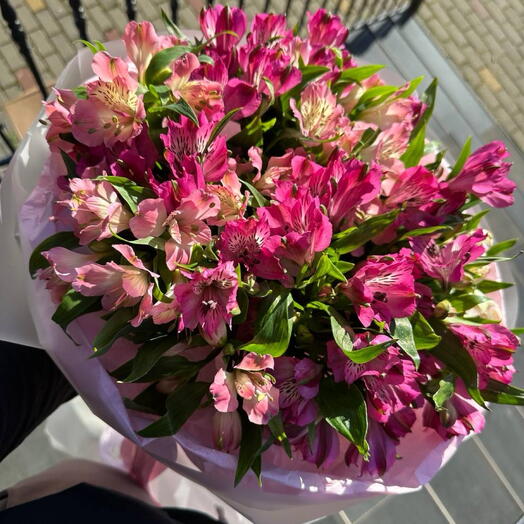 Альстермерия соло