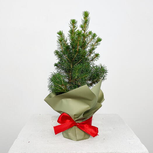 Ель канадская Коника д9  в зеленой подарочной упаковке с красной лентой