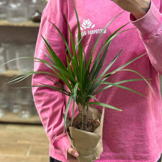 Драцена Комнатное растение