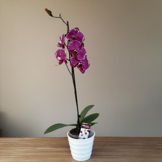 Орхидея (PHALAENOPSIS 1 TAK MIX 12/70)