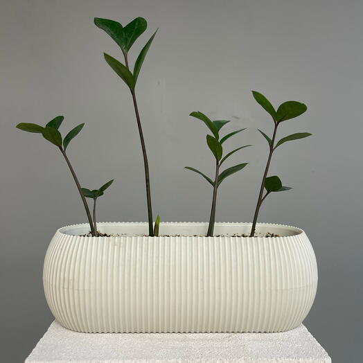 ZAM ZAM молодые ростки замиокулькаса (4 шт) в стильном кашпо