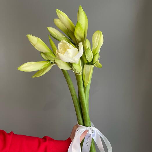 Охапка Амариллисов белых высоких