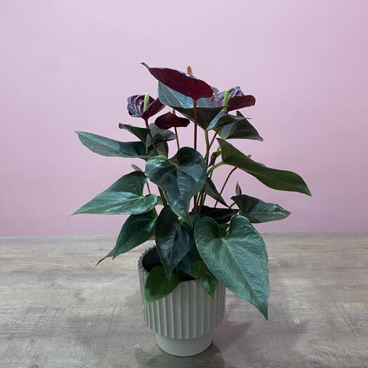 Антуриум Деликата Ред