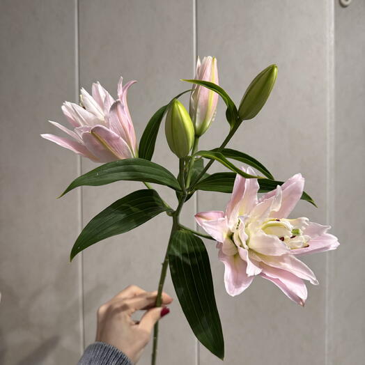Lily Лилия розовая