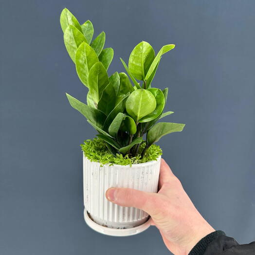Замиокулькас в белом керамическом кашпо, пересаженный