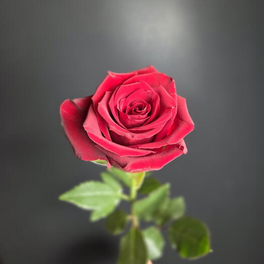 Premium rosa rossa 50cm/ rosa rossa / rosa rossa