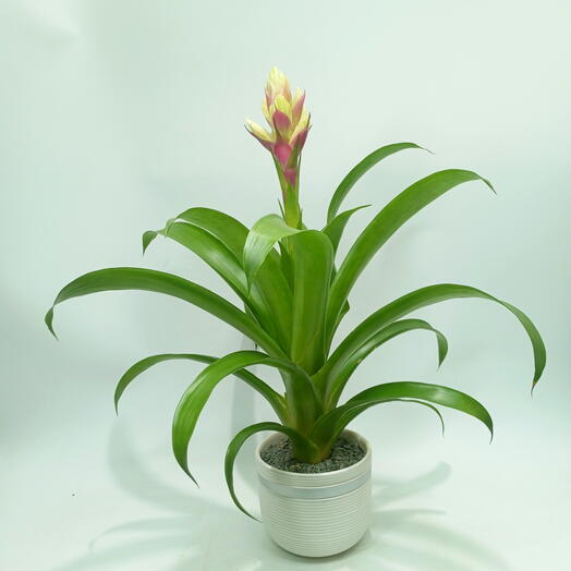 Бромелия Гузмания в кашпо