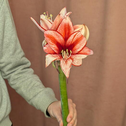 Амариллис Мегастар