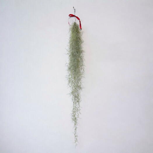 Тилландсия уснеевидная