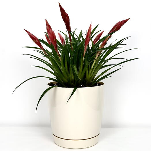 Вриезия в кремовом пластиковом горшке с поддоном, высота 35-40 см