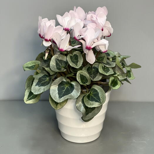 ЦИКЛАМЕН (CYCLAMEN)
Персидский MIXED (13/28)