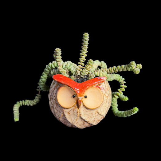 Суккулент в кашпо Крассула Сова