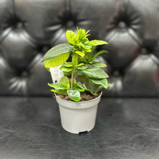 Комнатное растение Гардения