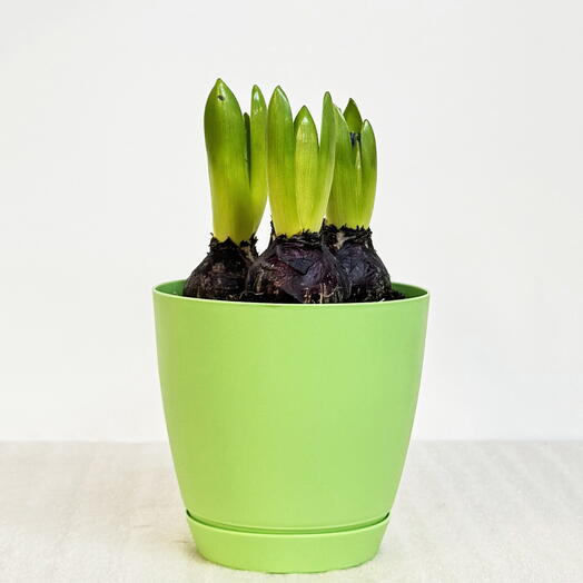 Гиацинт (случайный цвет) в салатовом пластиковом горшке с поддоном, высота 15-25см