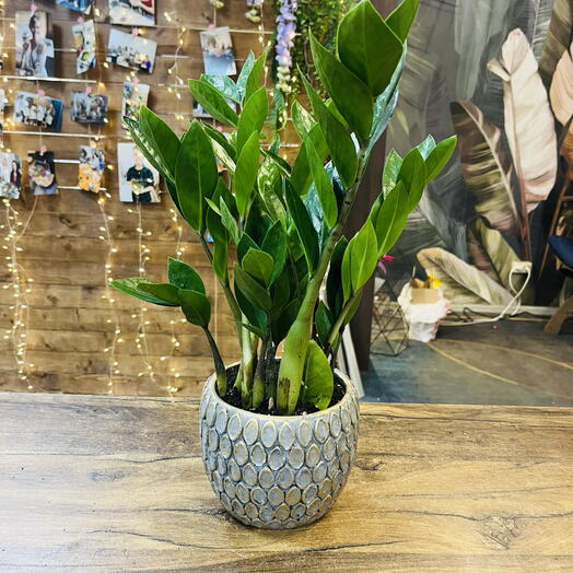 Замиокулькус в кашпо пересаженный