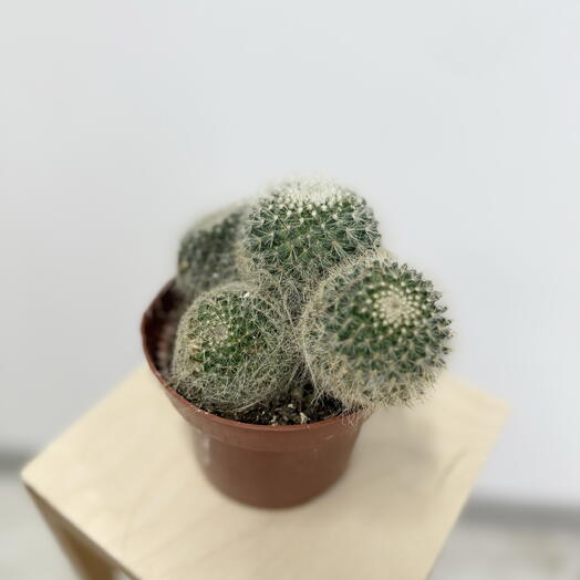 Кактус