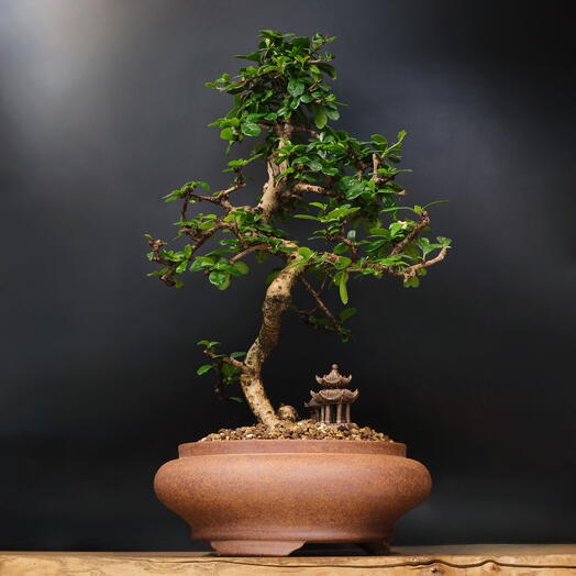 Бонсай Кармона 57см, 27 лет