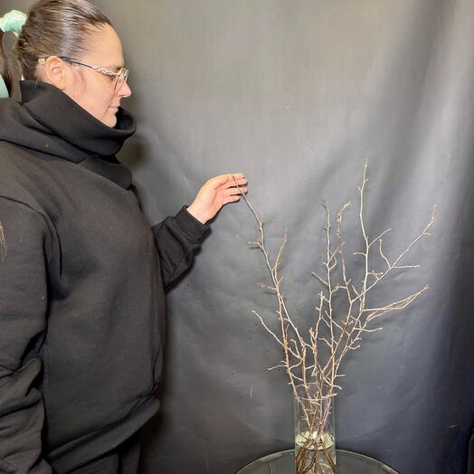 Живые ветви сливы для интерьера распустятся