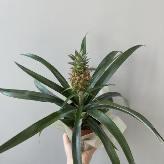 Ананас комнатный