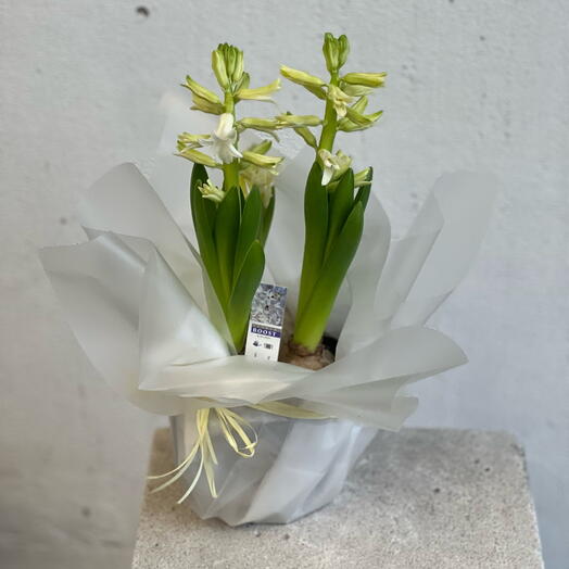 Гиацинт белый в горшке