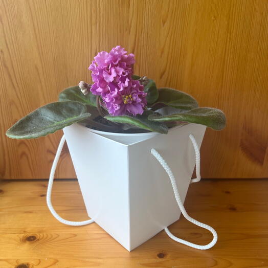 Фиалка сорт ЕК-Богиня красоты