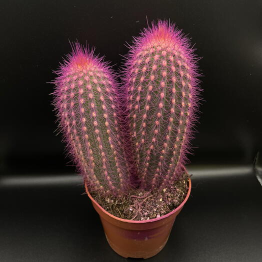Кактус 🌵💥💥💥