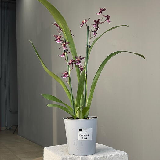 ONCIDIUM сортовая орхидея онцидиум