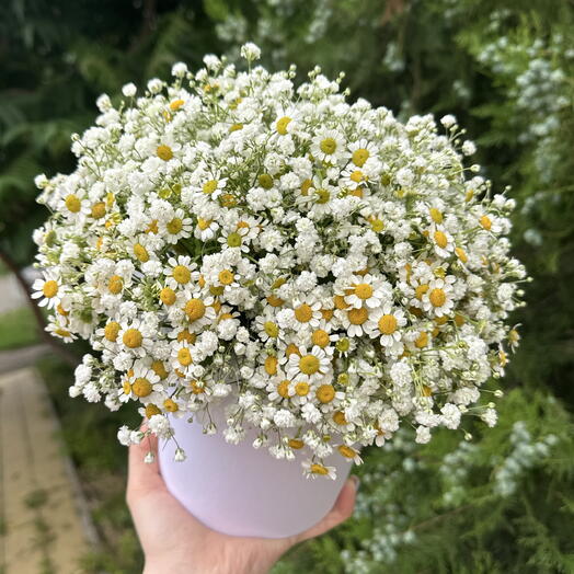 Коробочка из гипсофилы и ромашки 💛